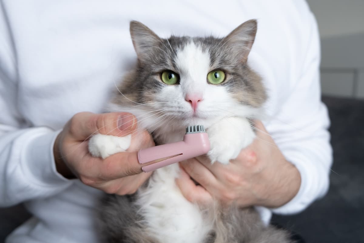Dog & cat teeth cleaning: 11 FAQs answered