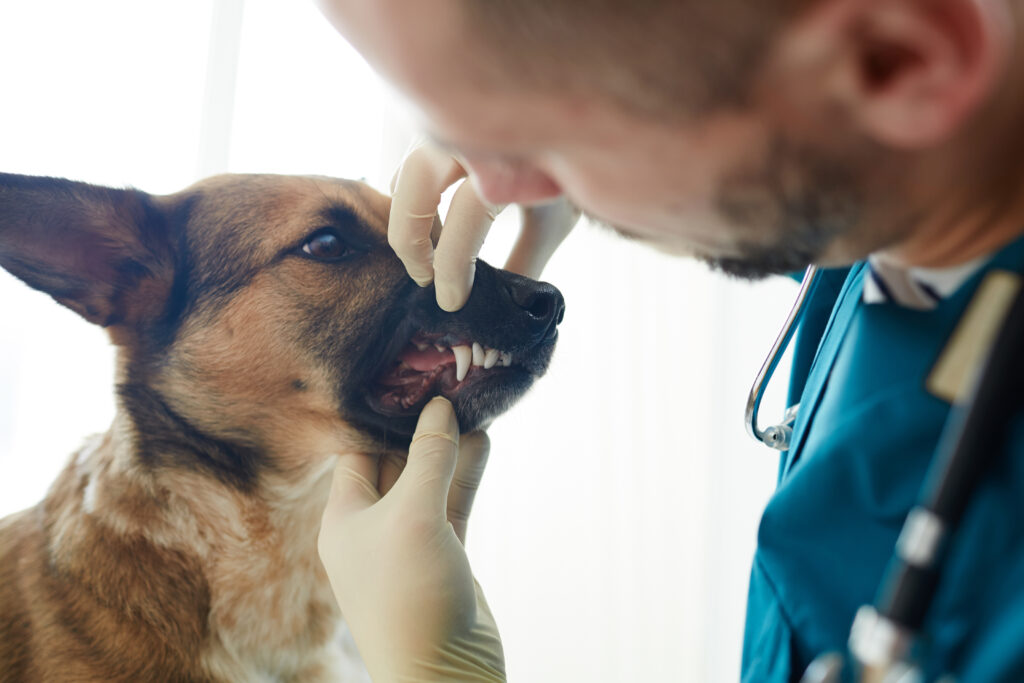 Did you know dog teeth cleaning is more than just about good dental health?