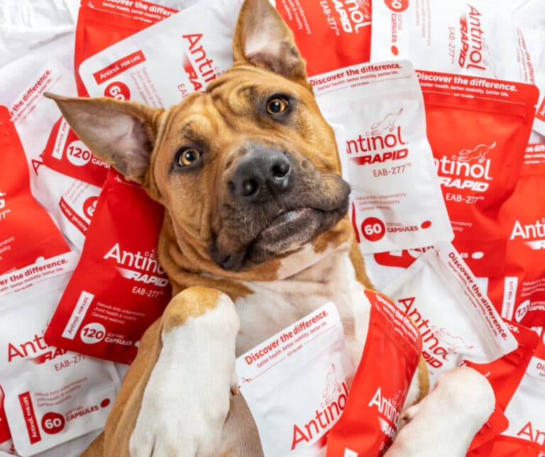 Antinol Rapid, joint supplement for your pet