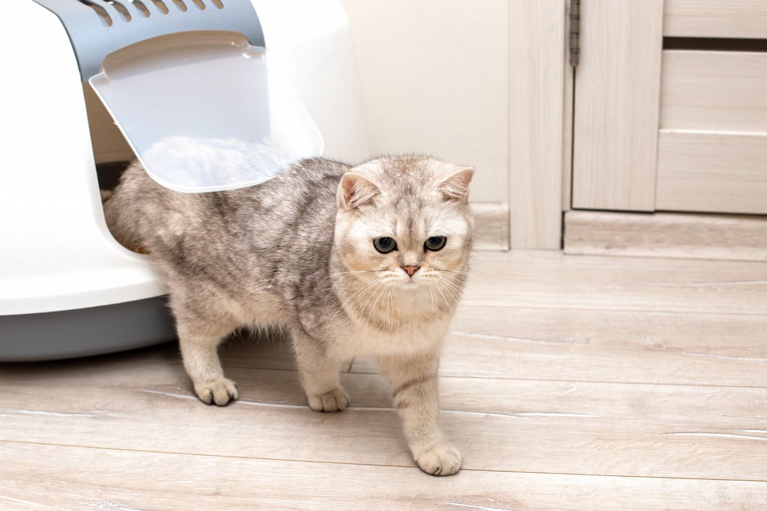 What’s the best cat litter?