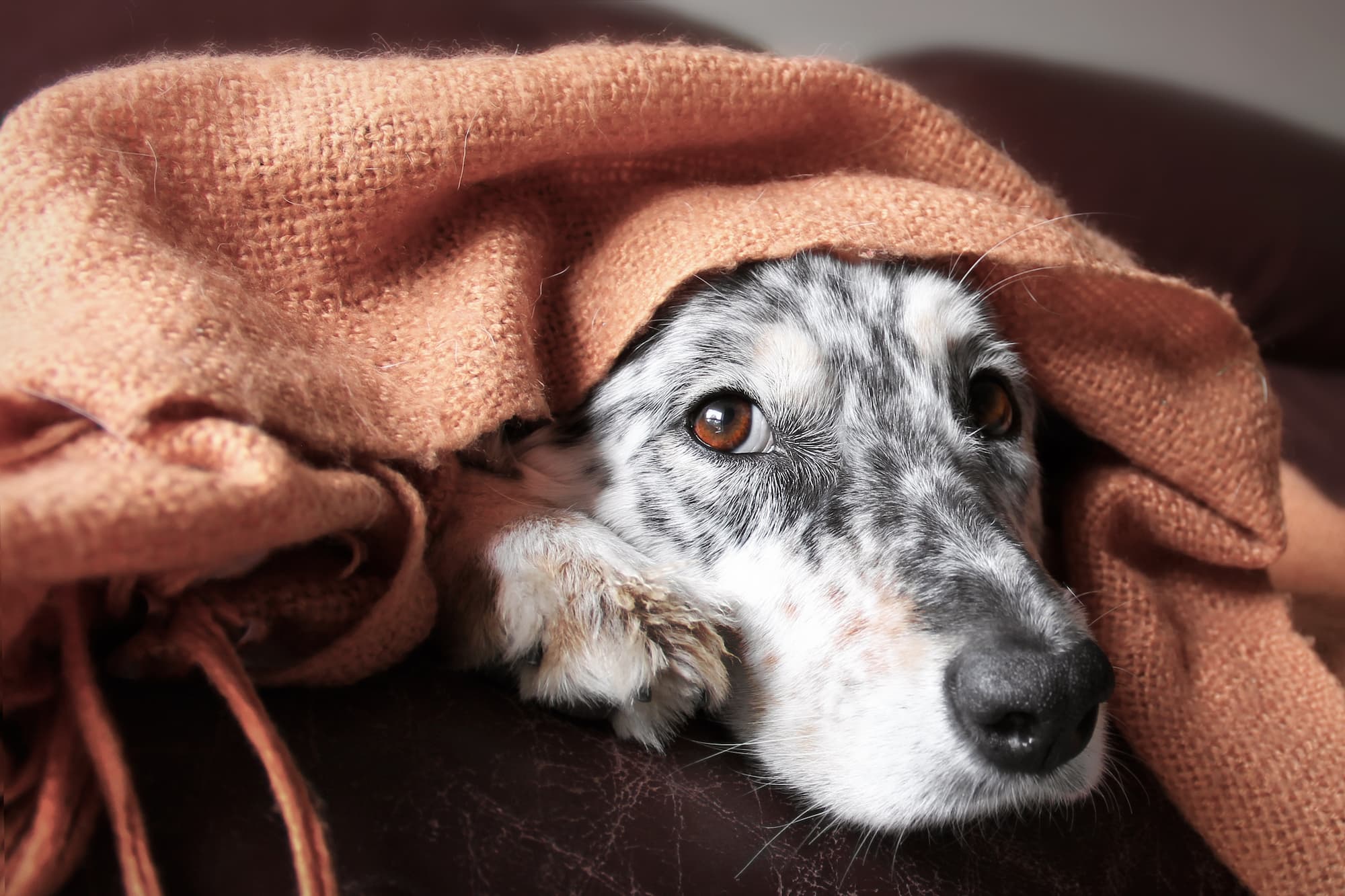 Common signs of anxiety in dogs & treatment options