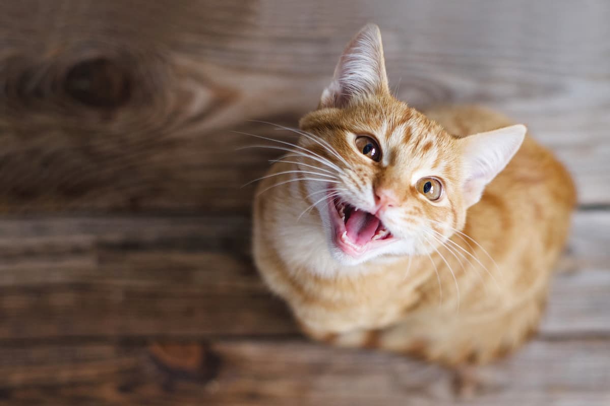 How to care for your cat’s teeth?