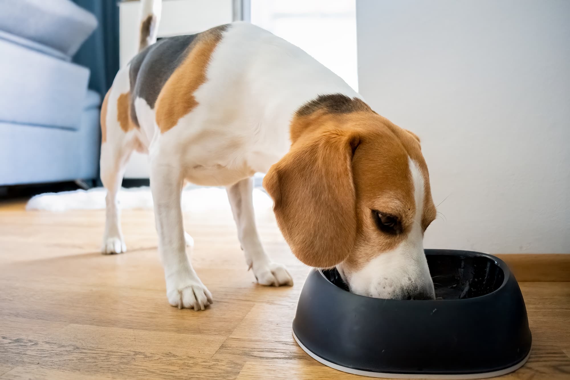 What is the best dog food in Australia?
