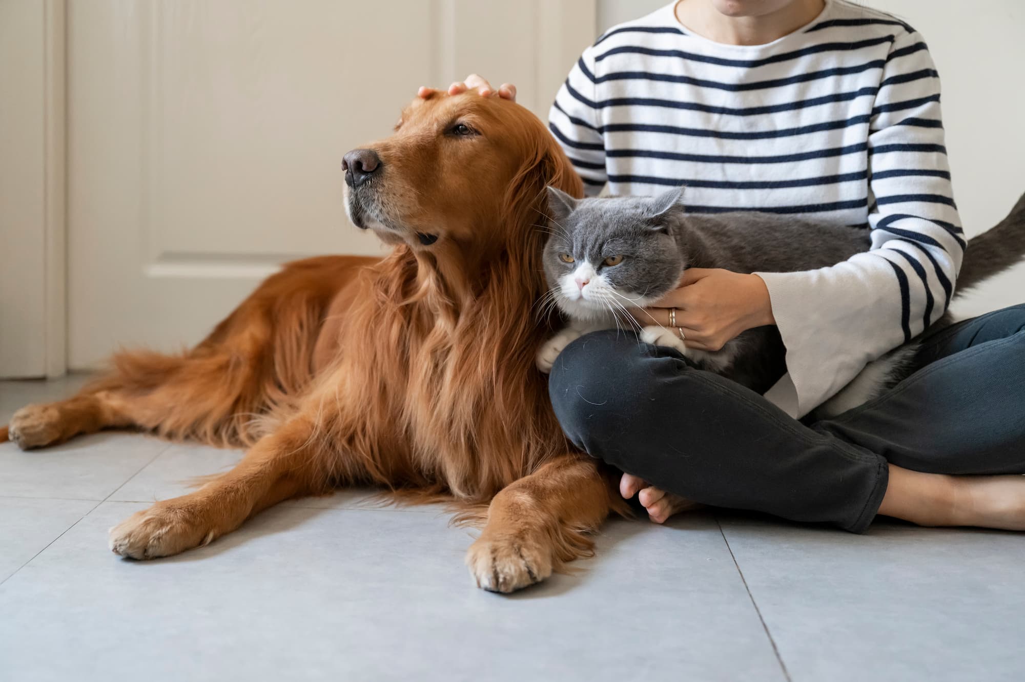 Zylkene: How it helps anxiety & stress in pets