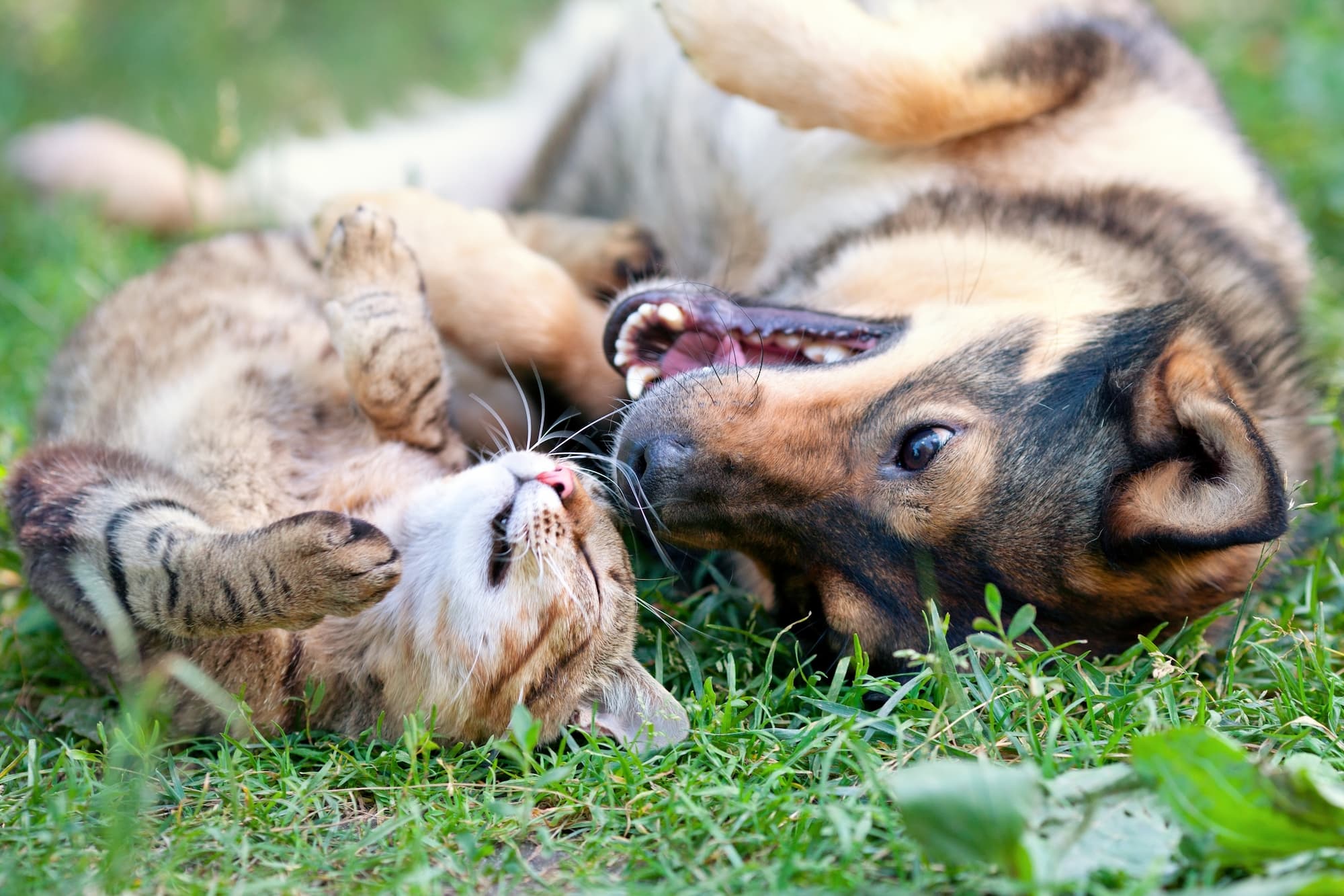 3 ways to protect your pet against parasites