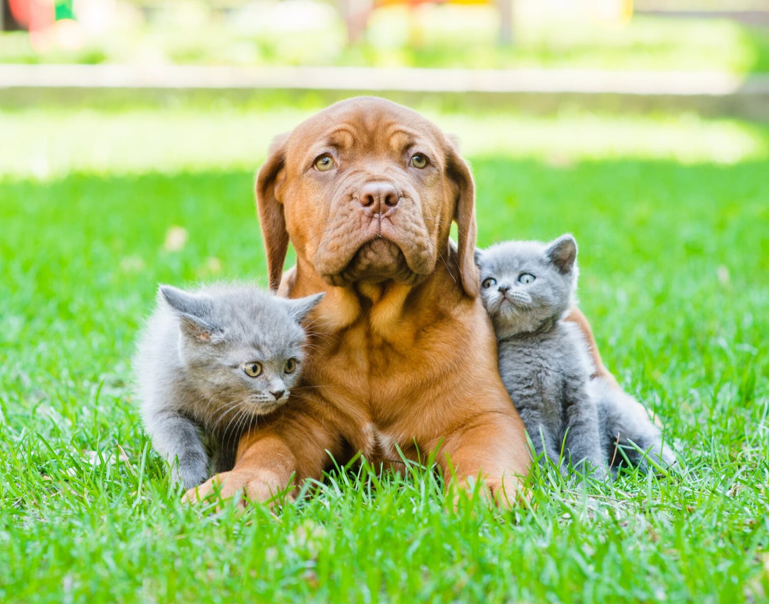 best flea treatment for dogs and cats