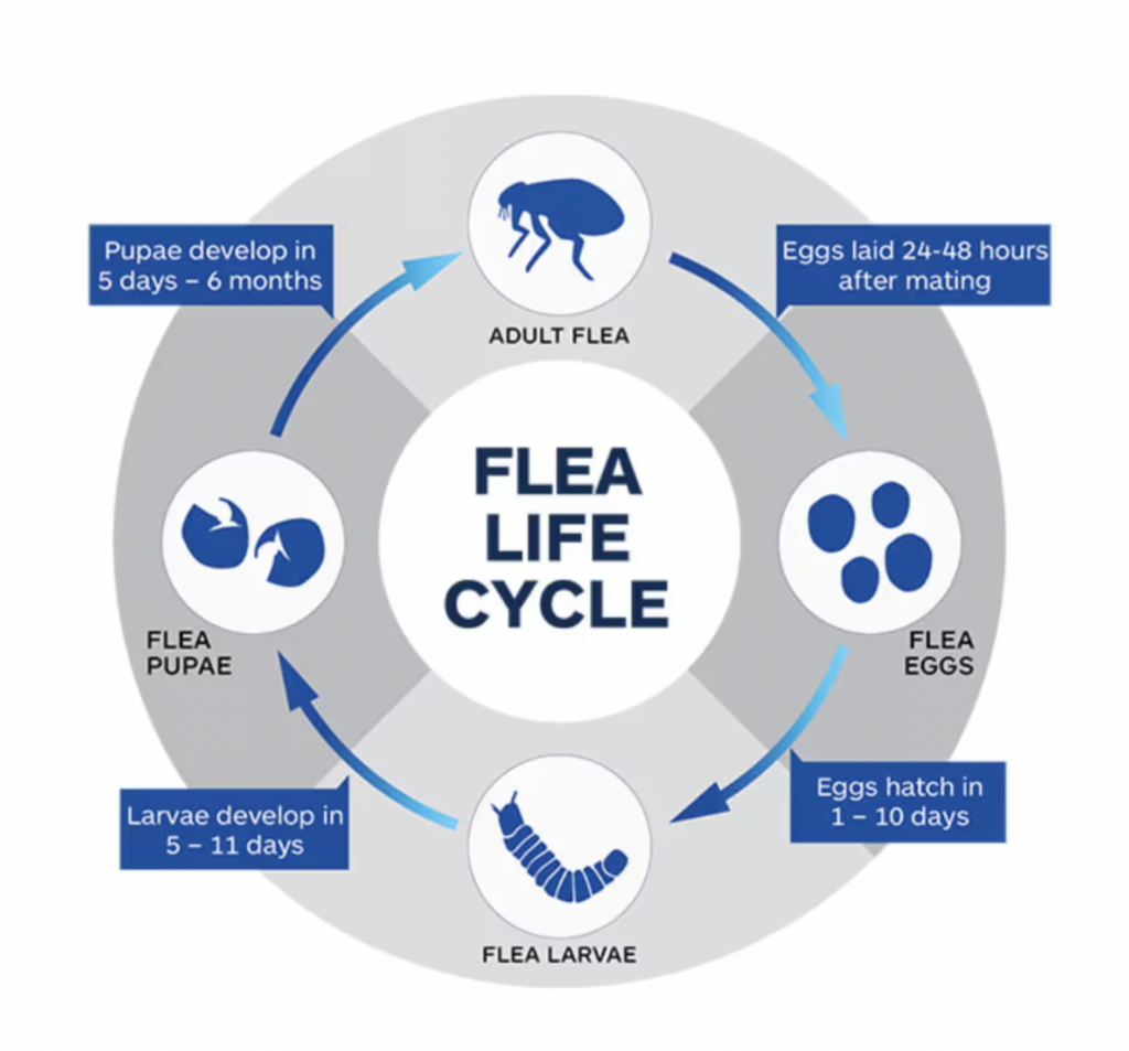 dog flea treatment