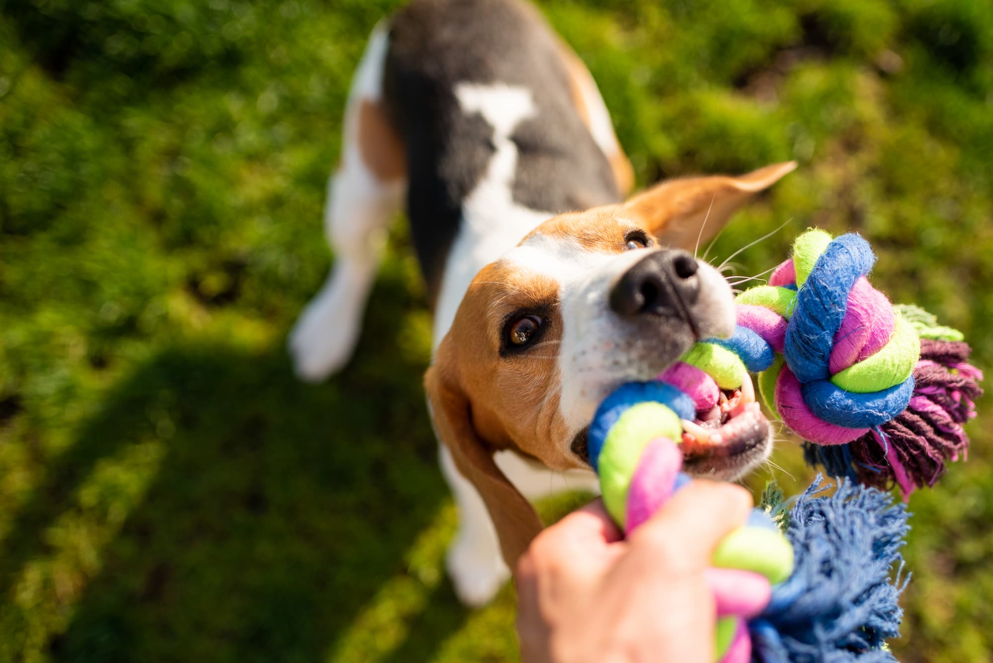Enrichment toys for dogs – What are they & why are they important?