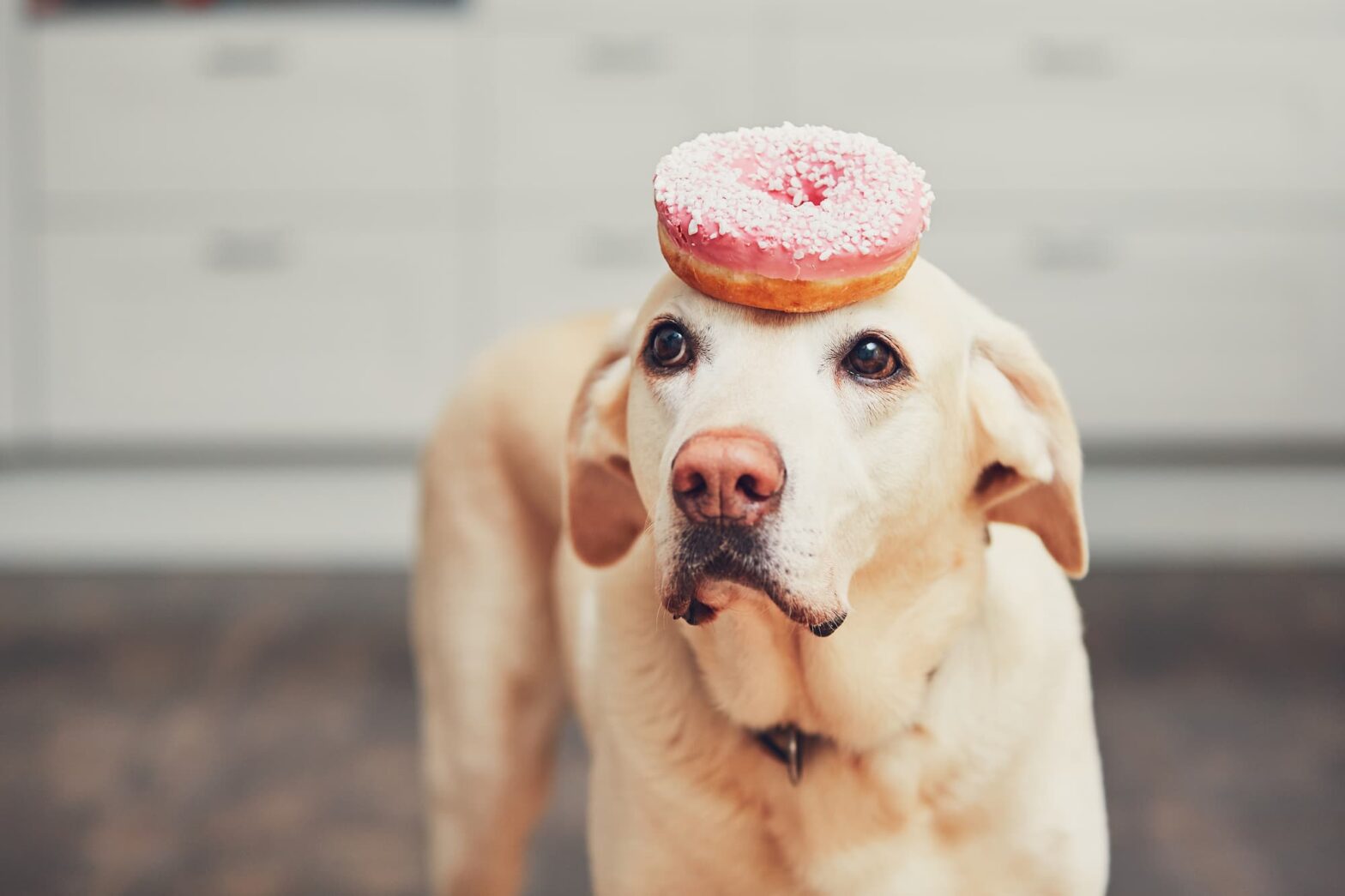 dogs with diabetes