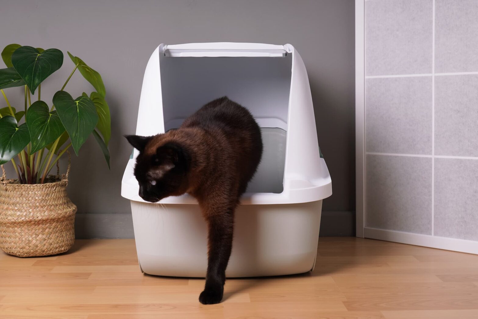 how often to change cat litter