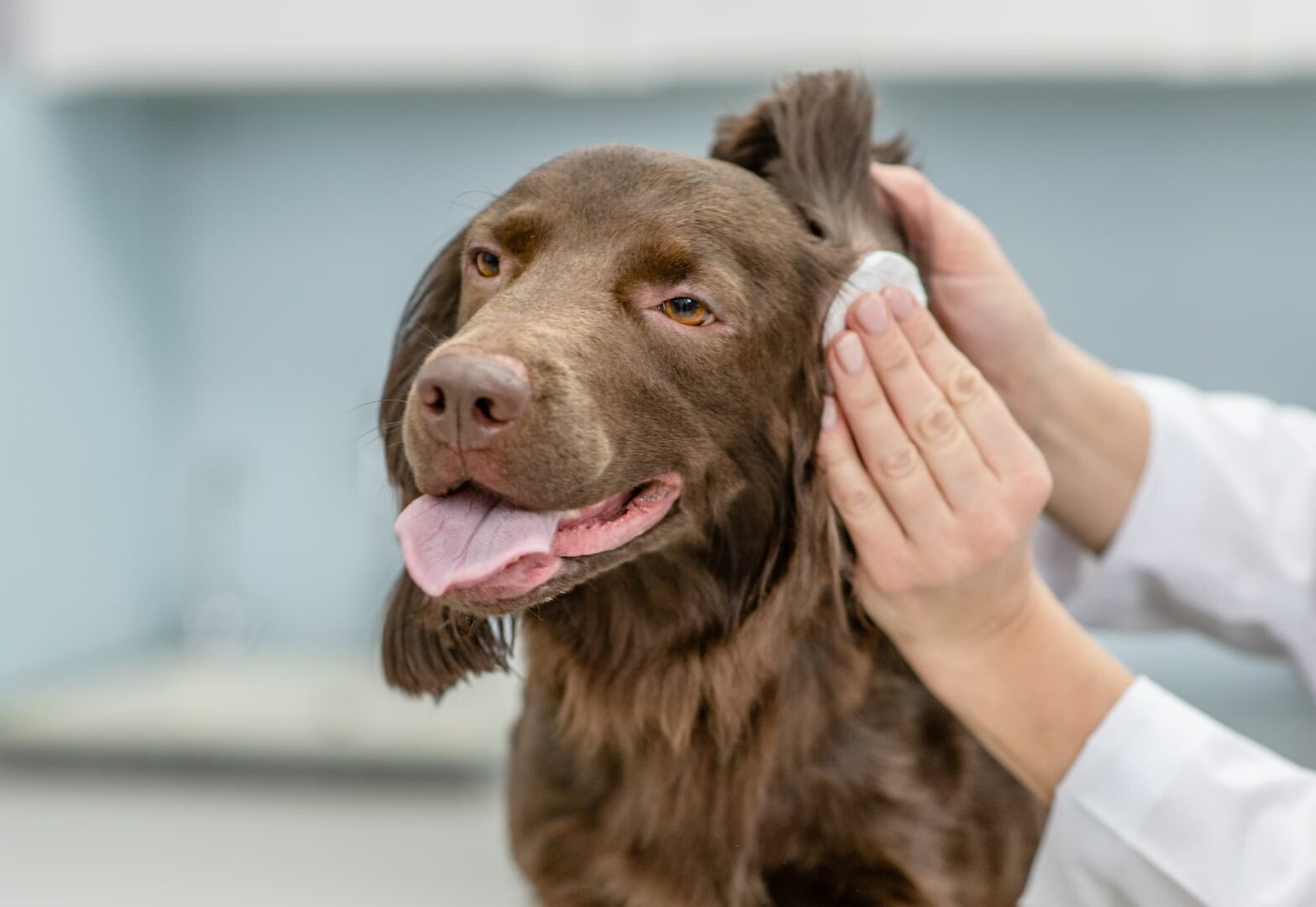 how to clean my dogs ears