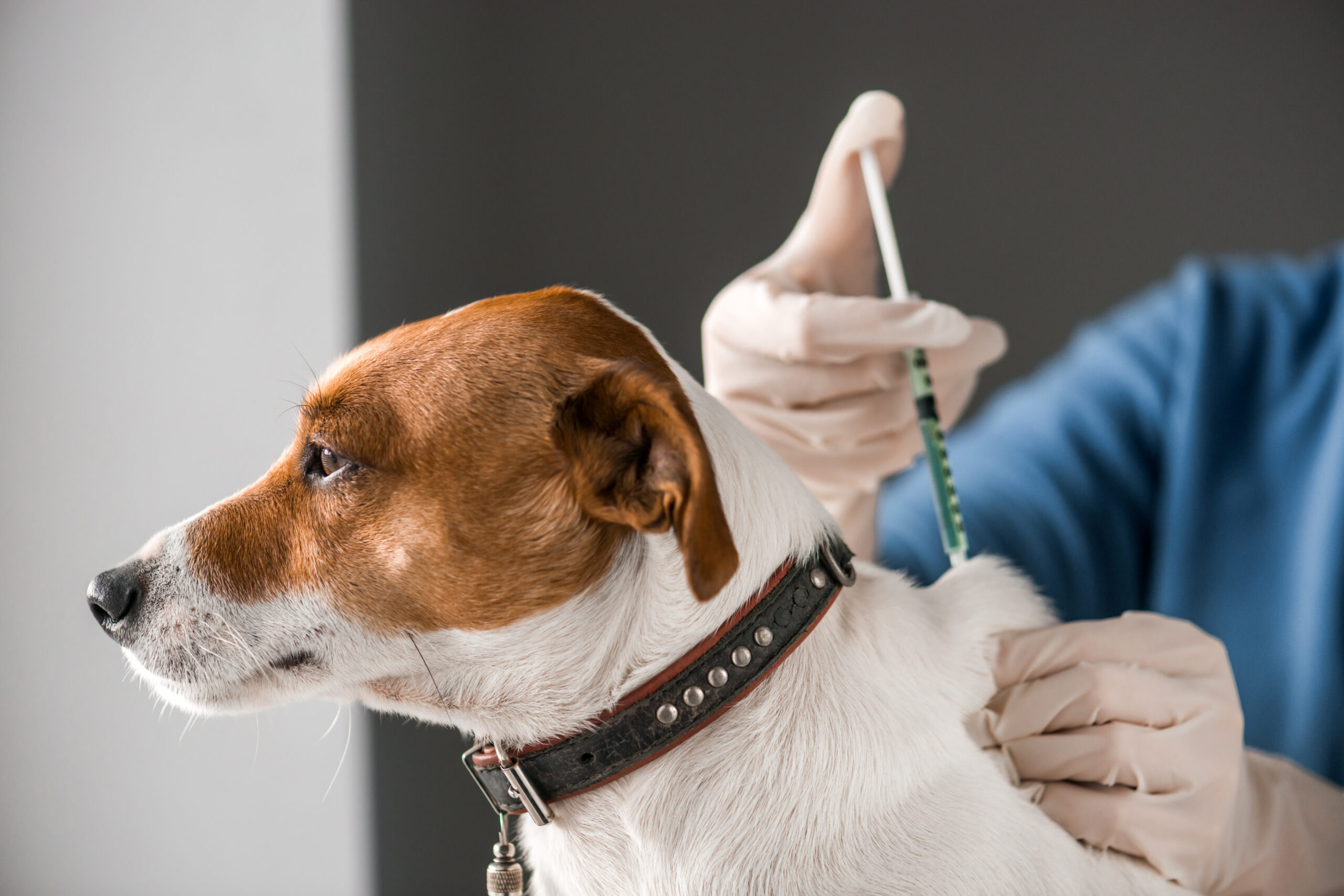 C5 vaccination for dogs