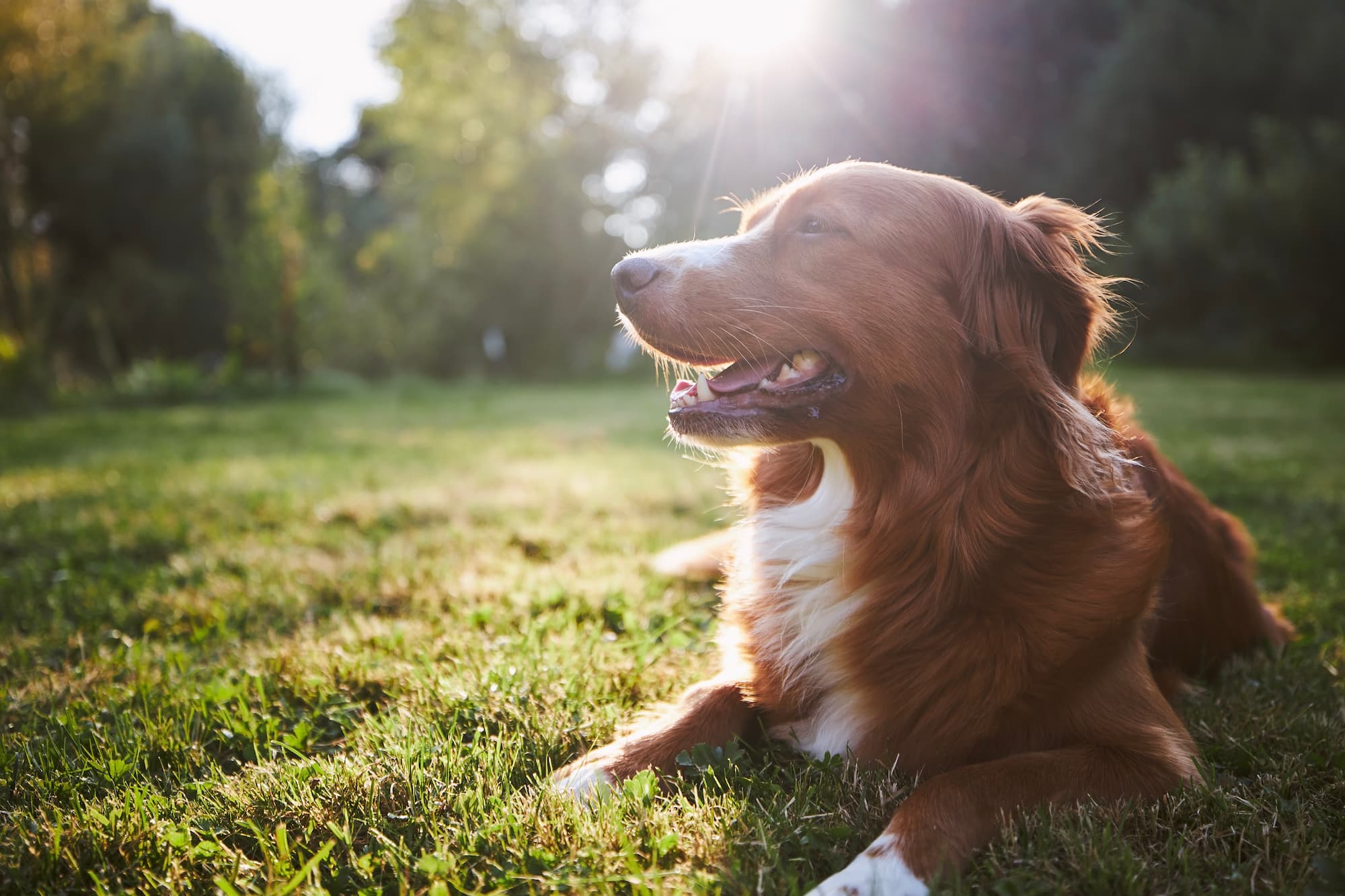 Denamarin for dogs: Liver support