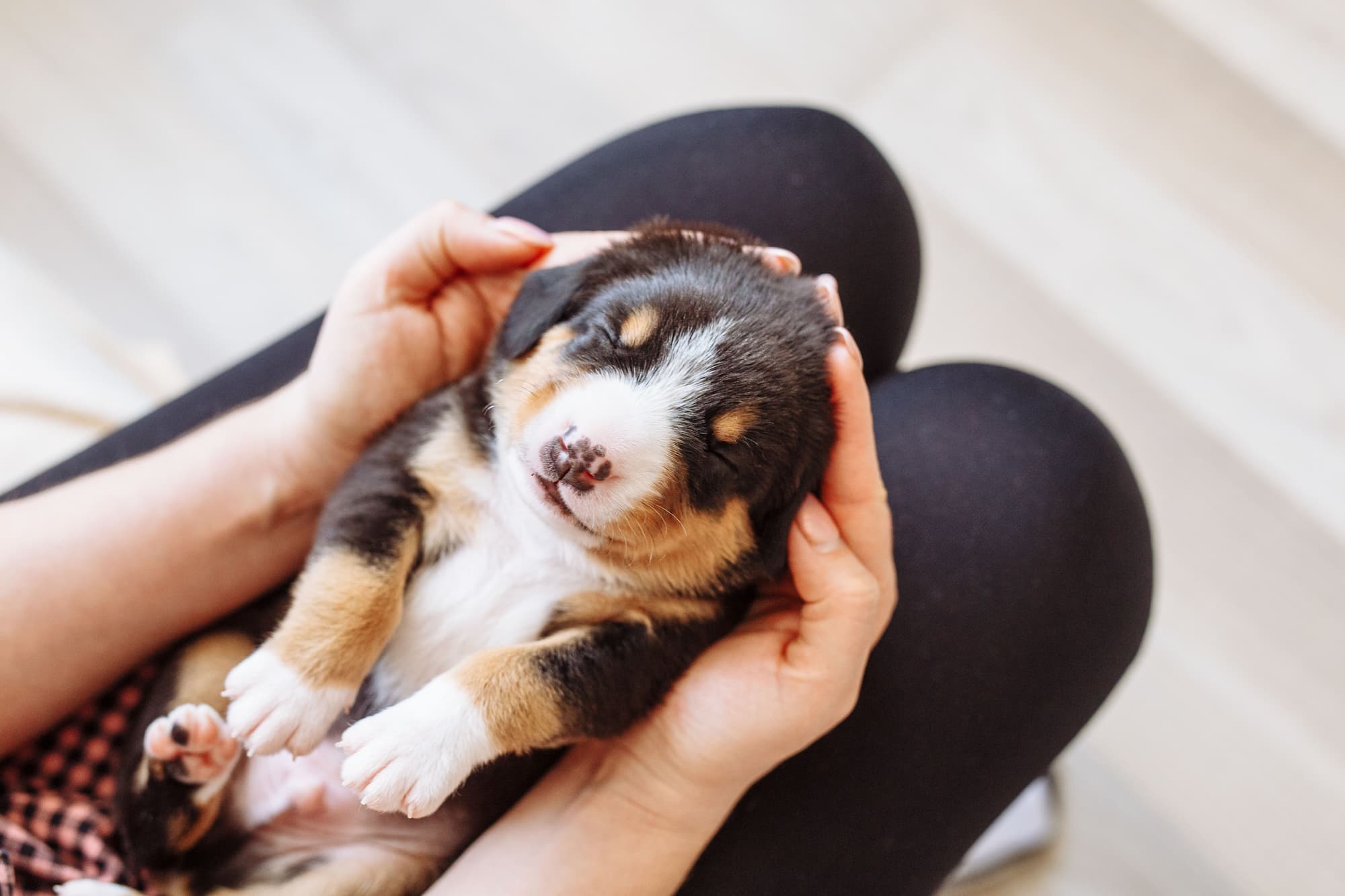 8 must-have products for puppies