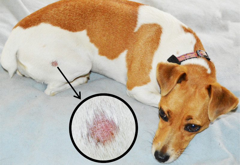 ringworm in dogs