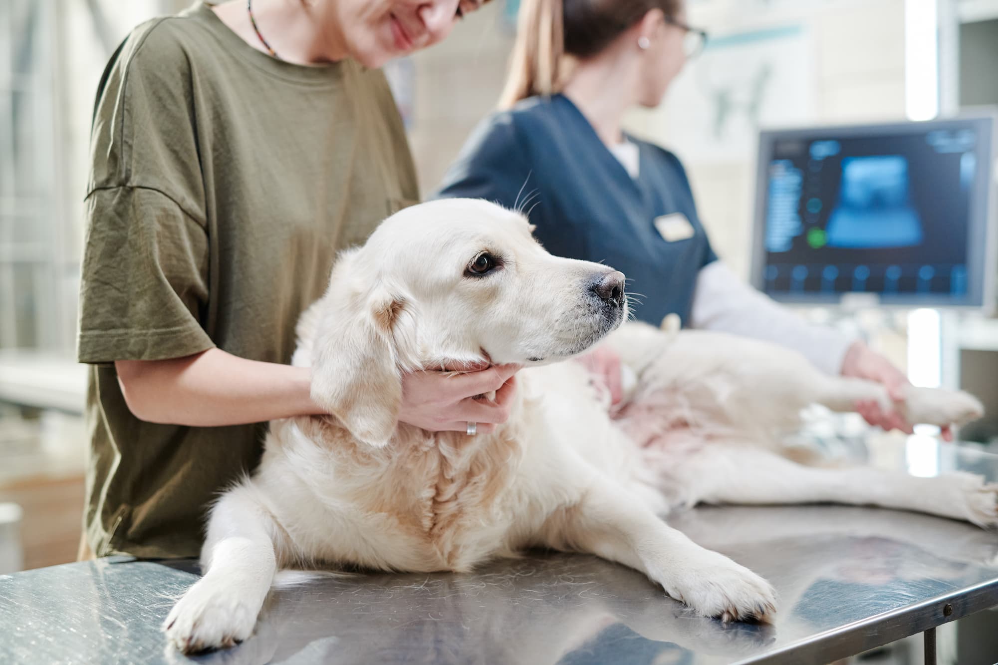 Signs of & treatments for hip dysplasia in dogs