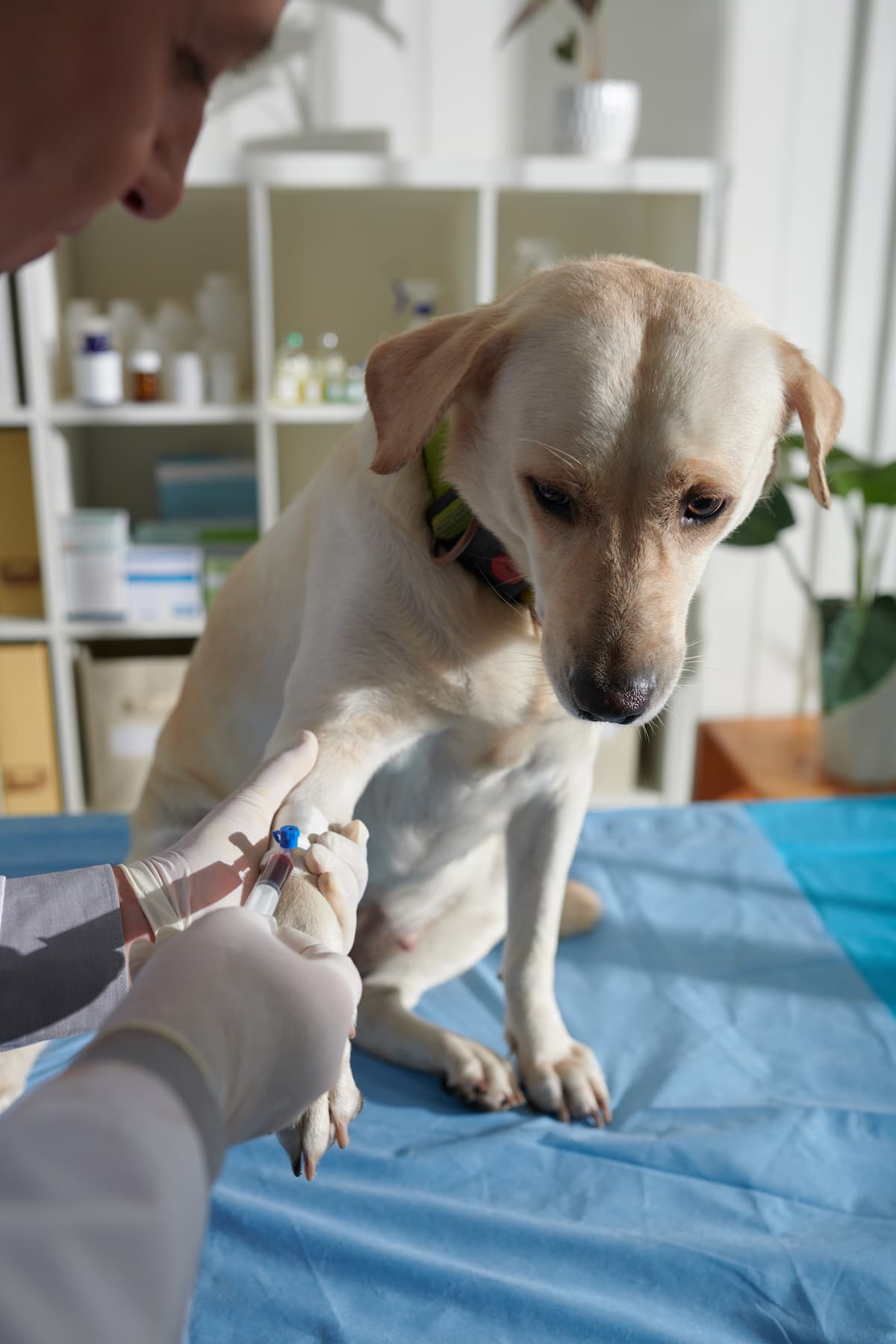 Diabetes in pets – Monitoring their health, by Dr Ingrid Goodman