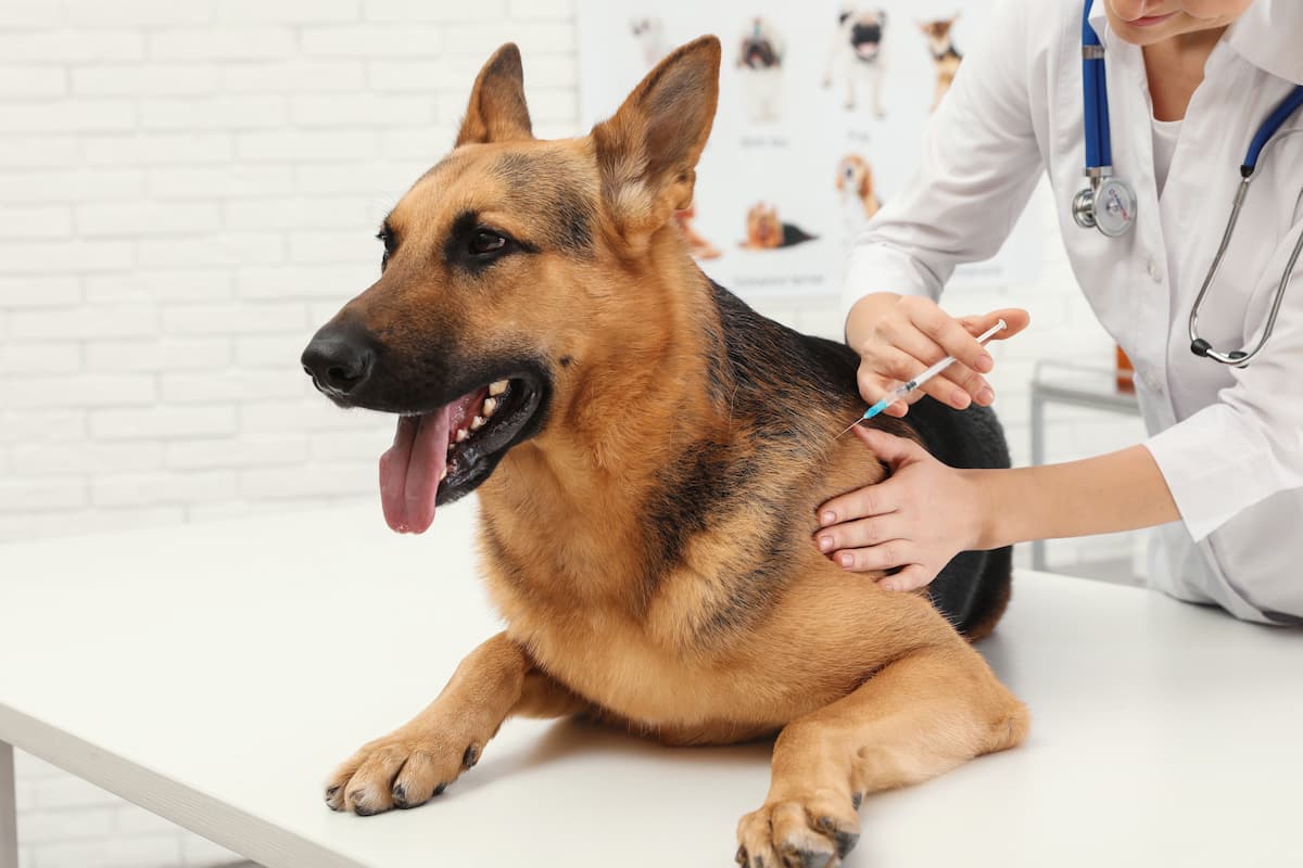 Diabetes in pets – How to treat it, by Dr Ingrid Goodman 