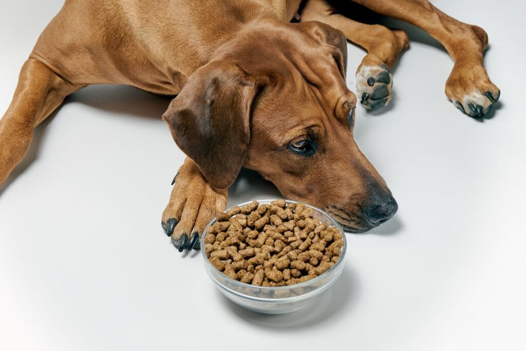 Loss of appetite symptom of diabetes in pets