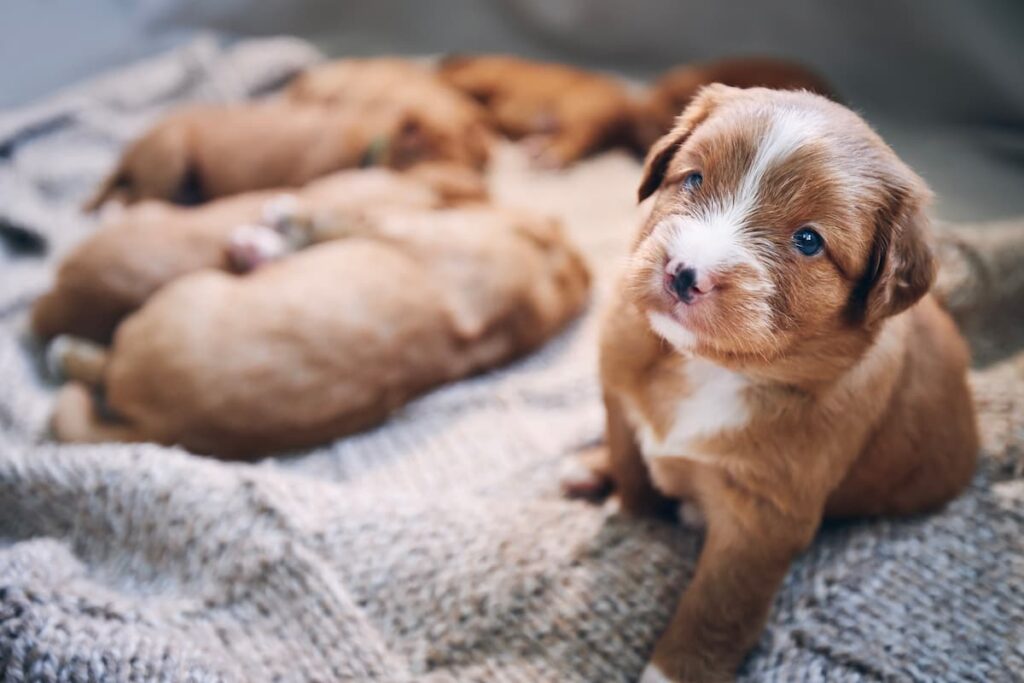 new puppy kitten checklist