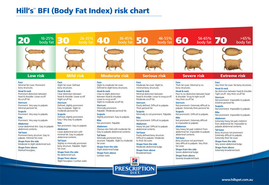 Cat healthy weight body fat index