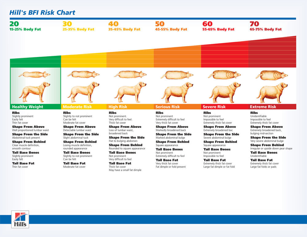 Dog healthy weight range body fat index