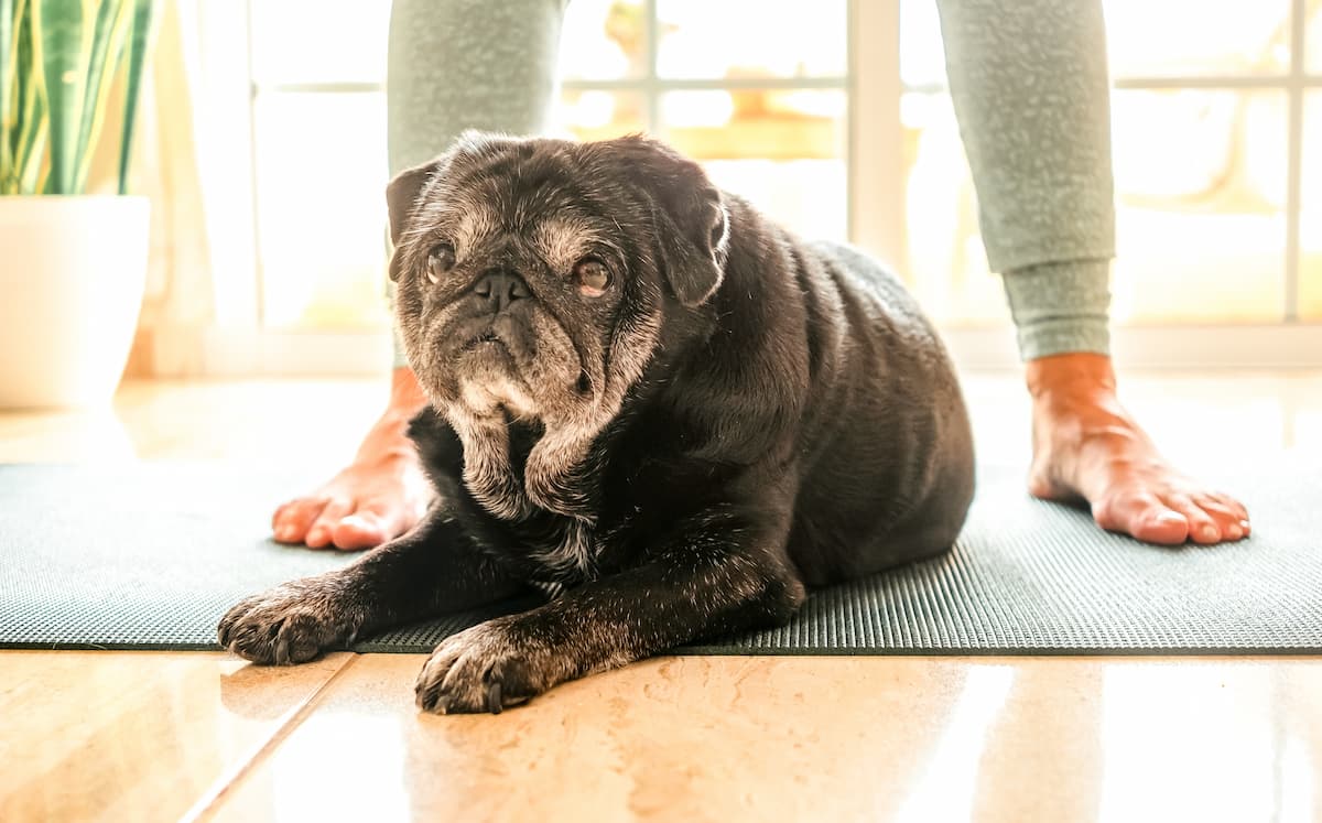 Managing your pet’s weight