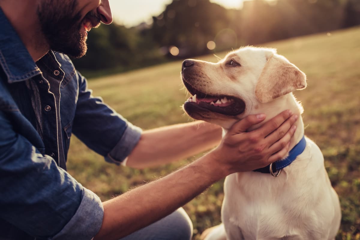 10 signs your dog may need canine probiotics
