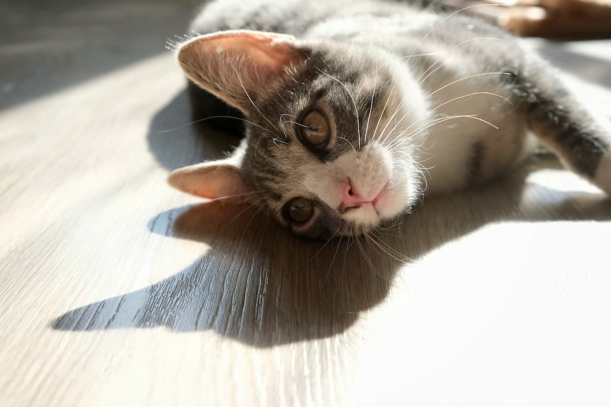 Probiotics for cats: How do they help?