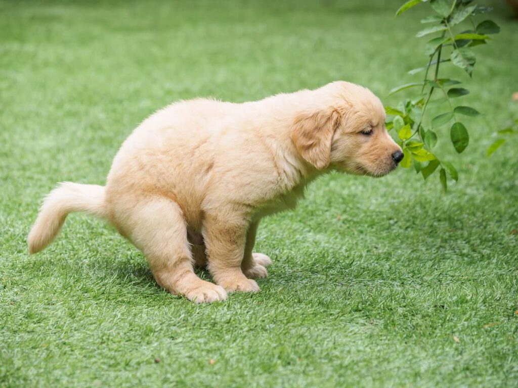 dog poo bags