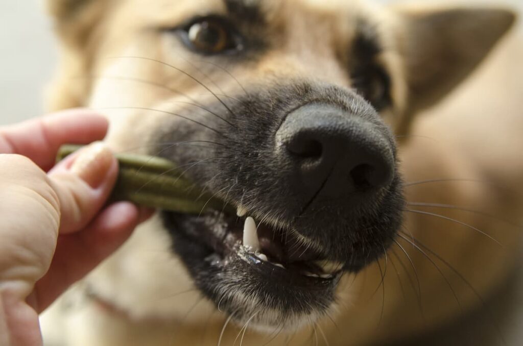 dog dental chews