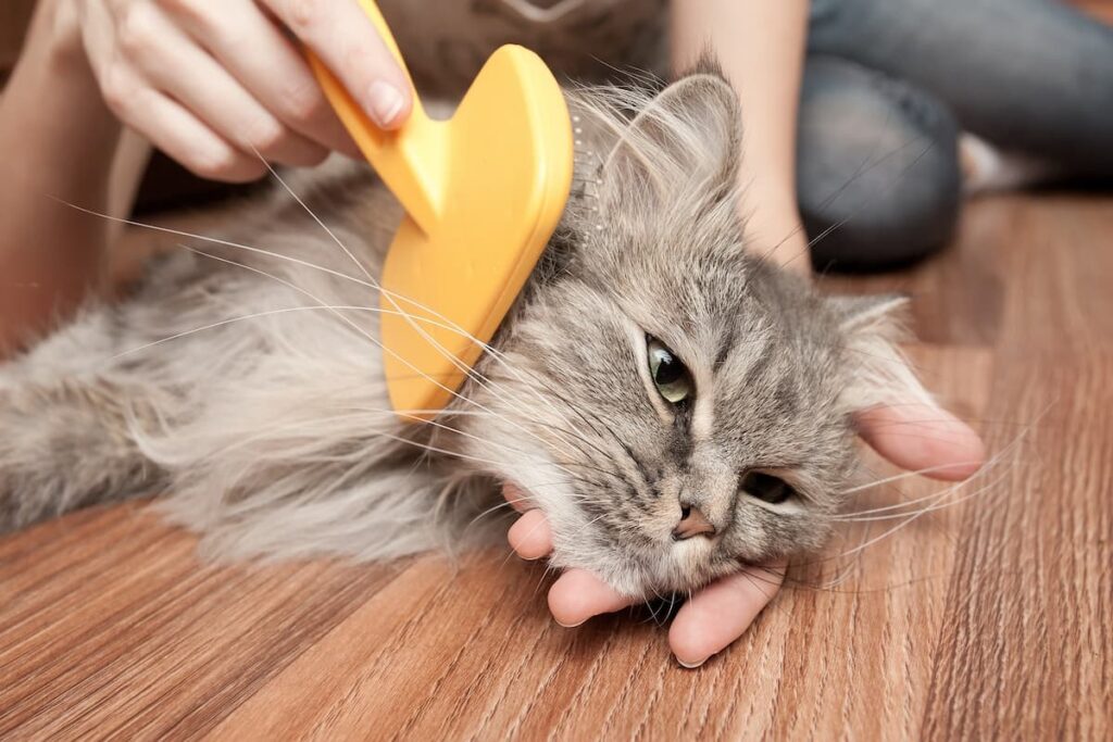 cat grooming supplies