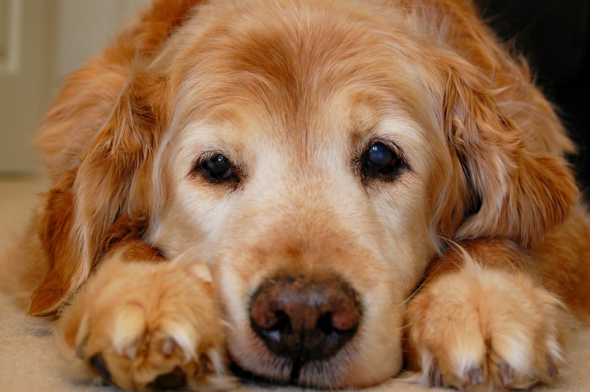 Caring for senior pets