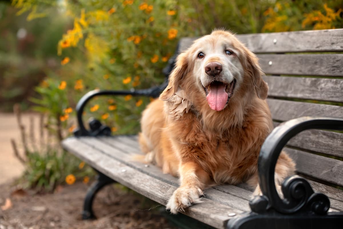 Senior dogs are great candidates for dog arthritis supplements