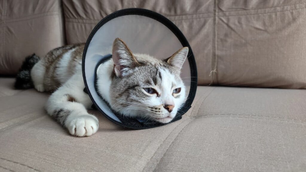 cat desexing post-surgery care