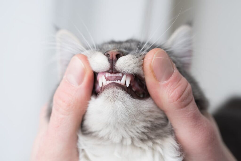 Cat dental treats are a great way to maintain their oral hygiene in between regular brushing and professional cleaning and vet check-ups