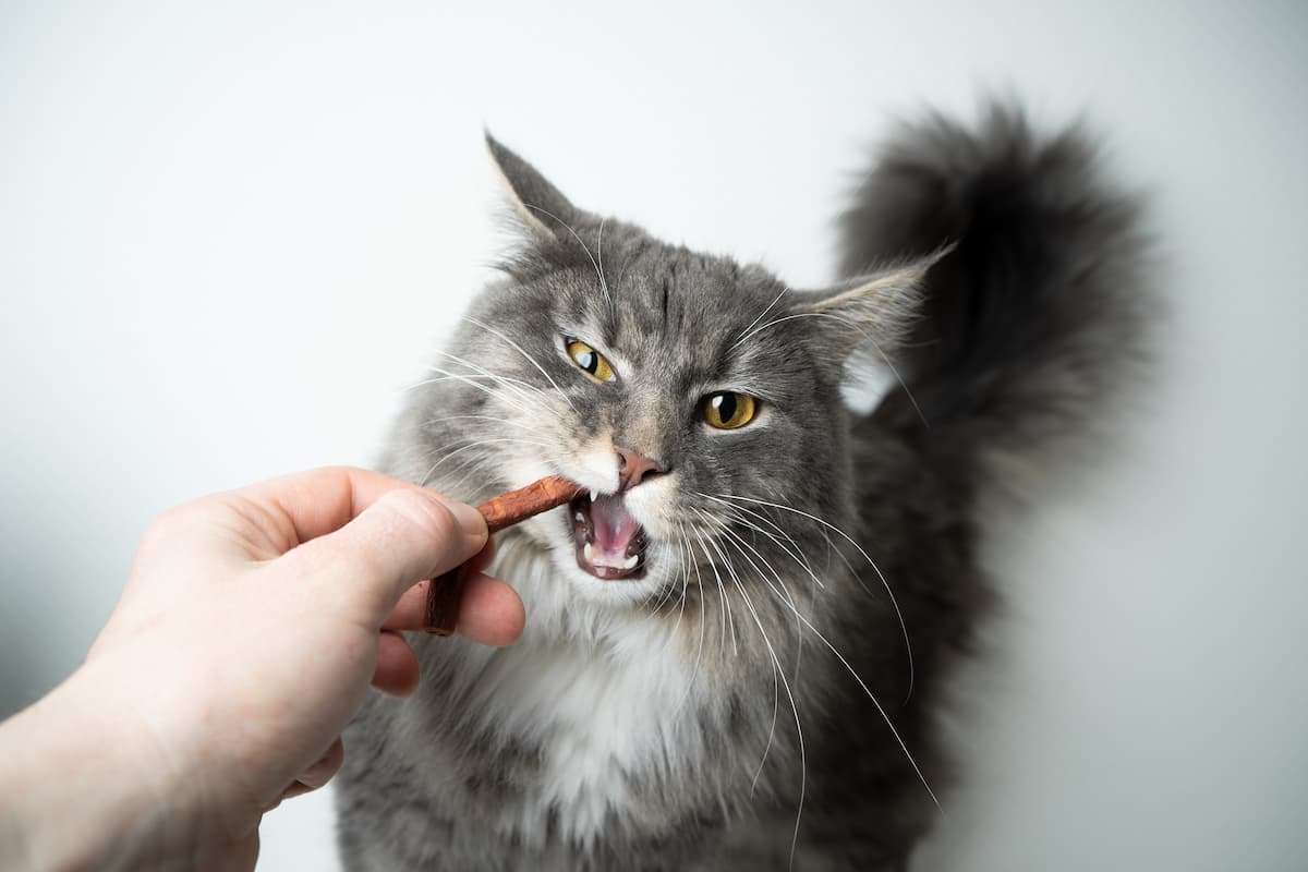 Do cat dental treats really work?