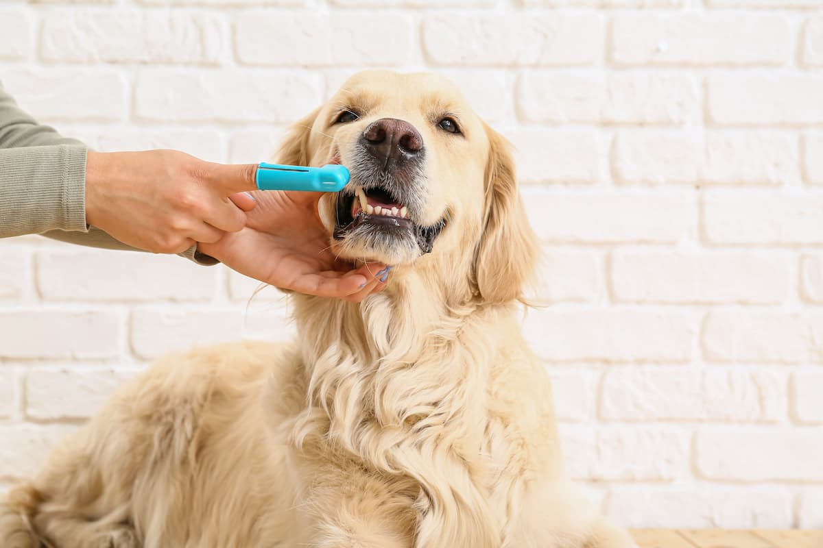 Struggle with dog teeth cleaning?