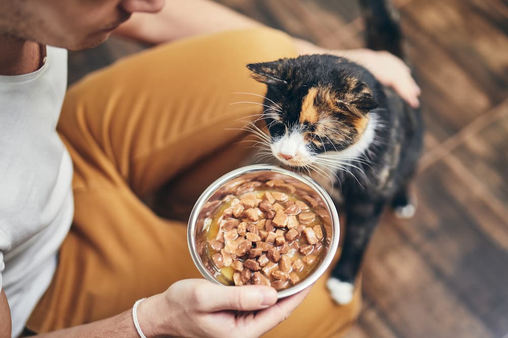 cat allergy diet food - what to look for