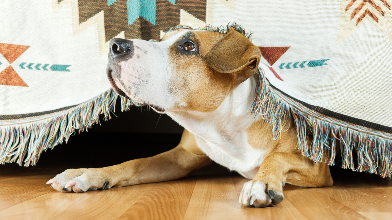 Is Your Dog Anxious? Signs, Causes, and Vet-Approved Calming Tips