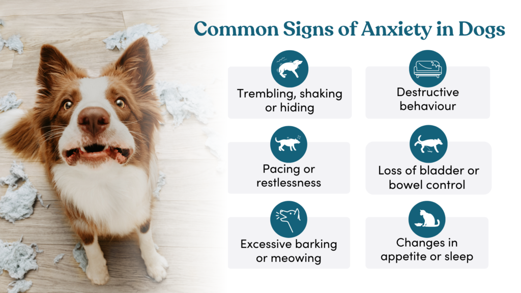 Common signs of anxiety in dogs