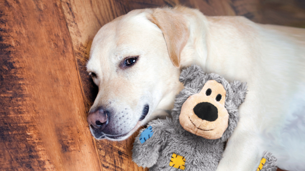 Dog playing with toy