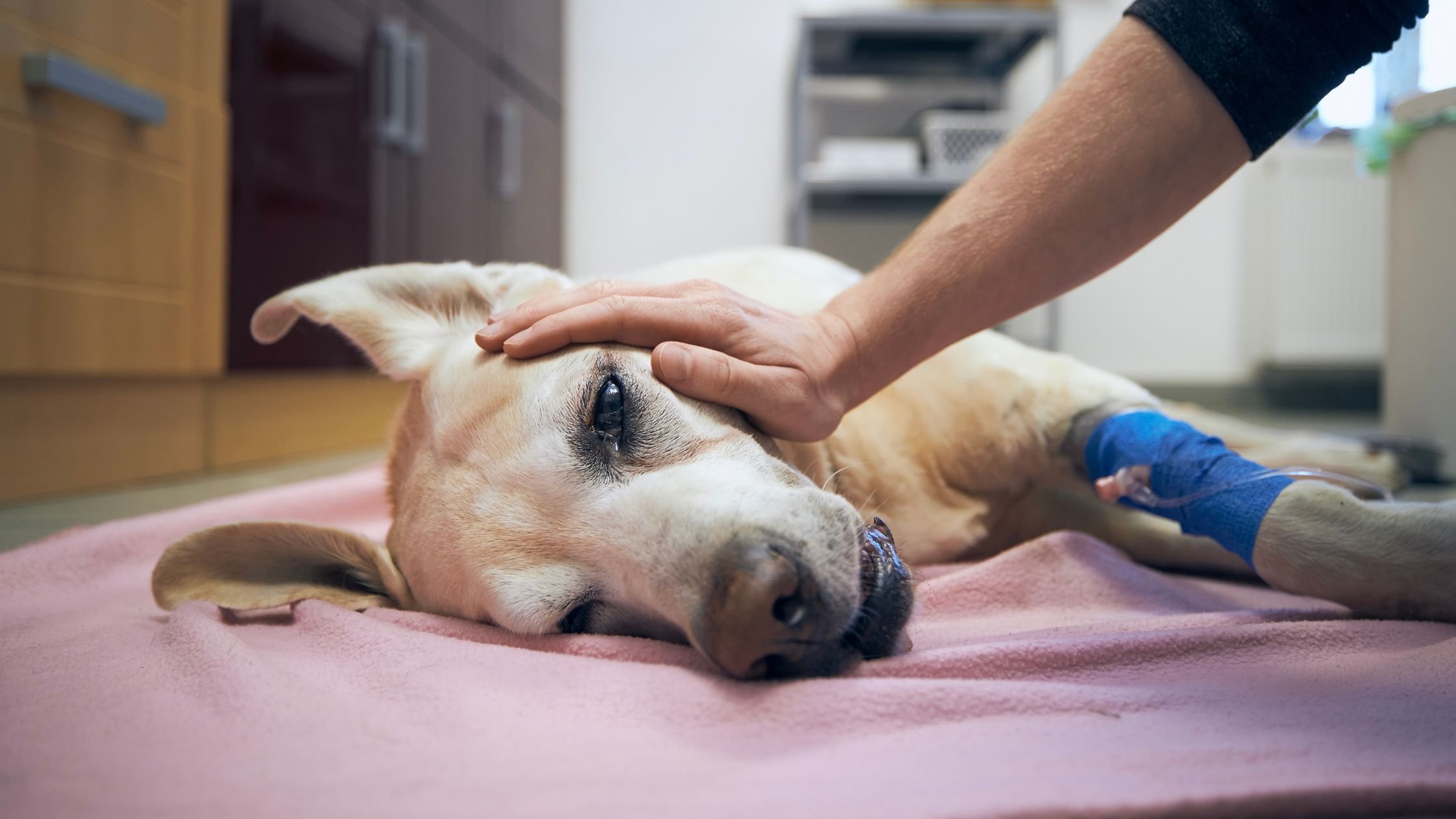 Understanding Canine Idiopathic Epilepsy and the Role of MCT in Seizure Management